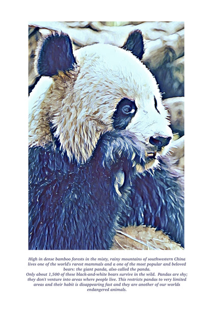 Giant Panda Colouring Sheet